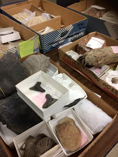 An array of fossils in boxes