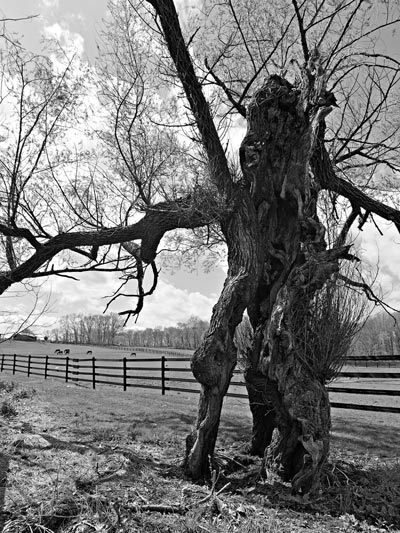 D&R Greenway Land Trust Hosts Author of &#34;In The Company of Trees&#34;