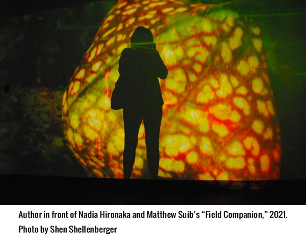 A &#34;Field Companion&#34; to a Microcosmic Forest at Rowan University Art Gallery