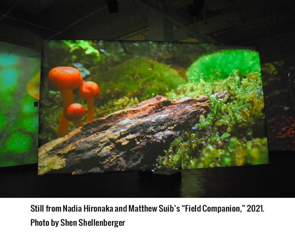 A &#34;Field Companion&#34; to a Microcosmic Forest at Rowan University Art Gallery