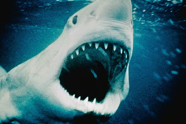 &#34;Jaws&#34; Is Coming Back to New Jersey -- Look out!