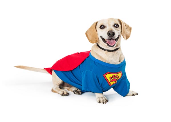 Is Your Dog a Hero to You? Nominations Open for the 2022 American Humane Hero Dog Awards(R)