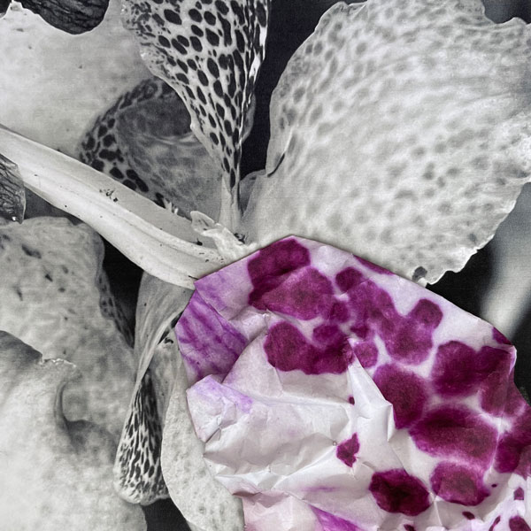 Branchport Galleries presents "The New Botanical"